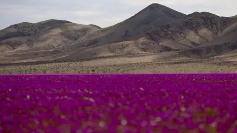 Blooming Miracles: Rare Wildflowers Transform Atacama Desert