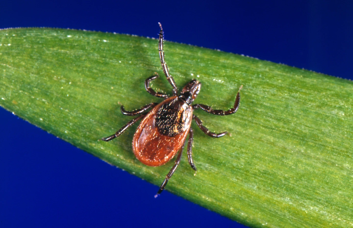 Early Tick Season Sparks Health Concerns as Bites Surge Nationwide