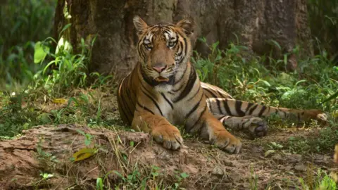 Crackdown on Wildlife Trafficking: Woman Arrested in Tiger Parts Smuggling Operation