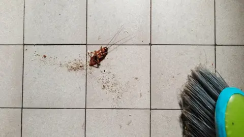Fire in South Korea Sparked by Attempt to Exterminate Cockroach