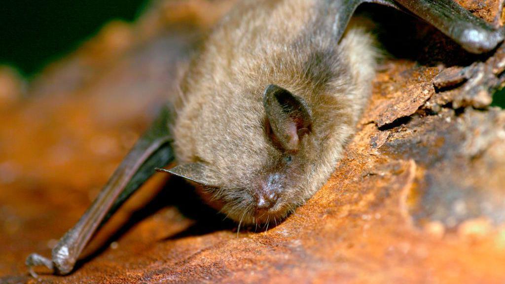 Tragic Loss: 11‑Year‑Old Canadian Boy Dies from Rabies after Bat Encounter