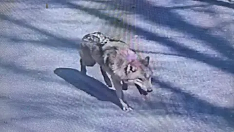 The Enigmatic Flight of Neukgu: South Korea's Elusive Escaped Wolf