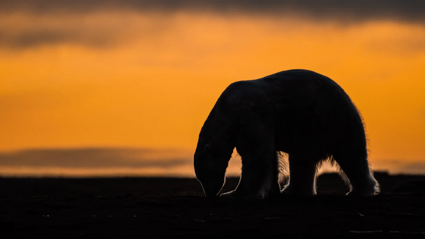 Kaktovik Looks to Revive Polar Bear Tourism While Safeguarding Community Values