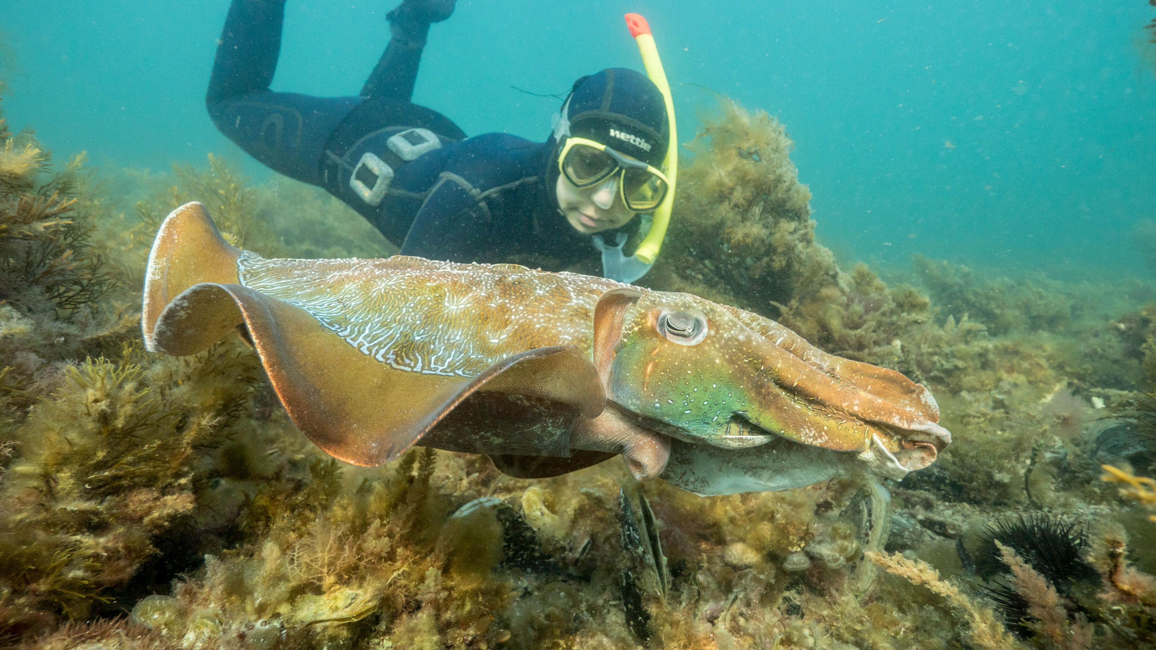 Australia’s Cuttsleigh Crash: Giant Cuttlefish Mating Numbers Plunge 97% Amid Toxic Algae