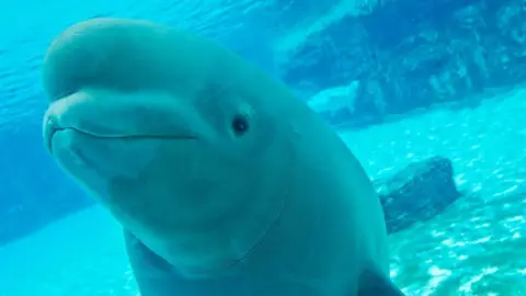 Threat to Euthanize 30 Beluga Whales Sparks Outrage in Canada