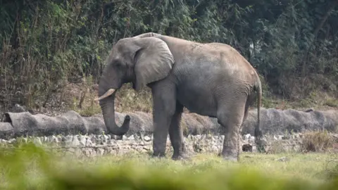 A Tragic End: The Story of Shankar, Delhi's Sole African Elephant