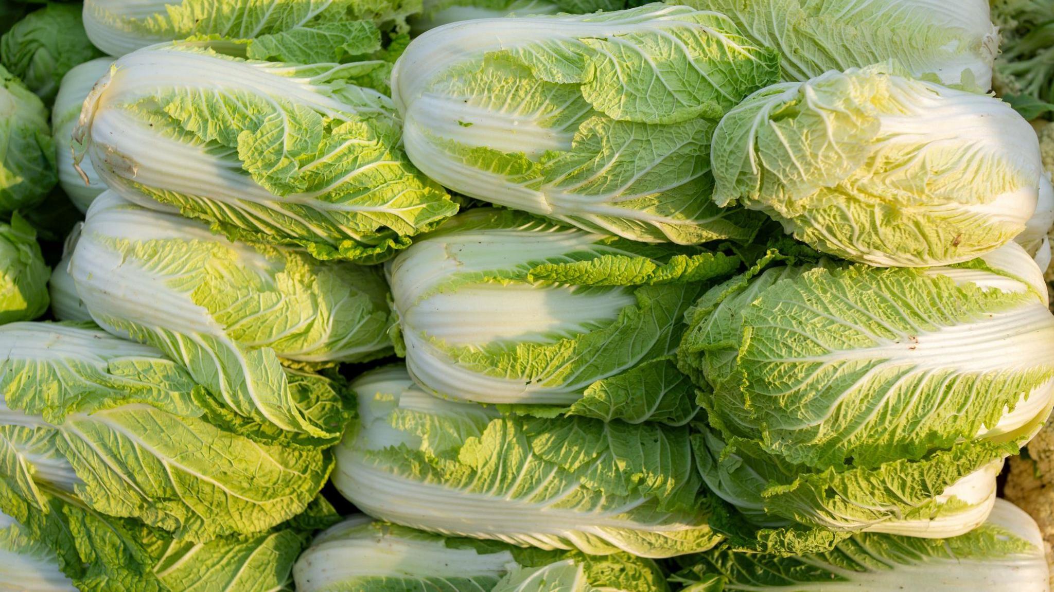 China Investigates Formaldehyde Use to Preserve Fresh Cabbage