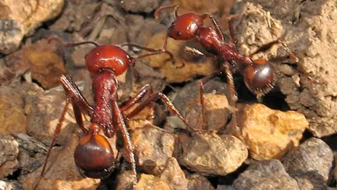 The Rising Trend of Ant Trafficking: A $220 Queen Ant in Kenya