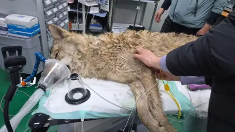 Neukgu the Wolf: A Nine-Day Escape and the Search for a Missing Korean Icon