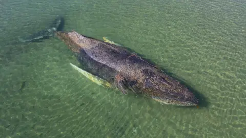 Tragic End to Rescued Humpback Whale Found Dead Near Danish Island