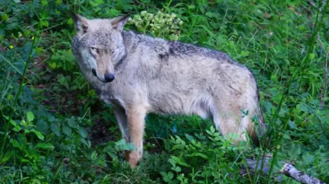 Large Scale Wolf Poisoning Suspected in Central Italy