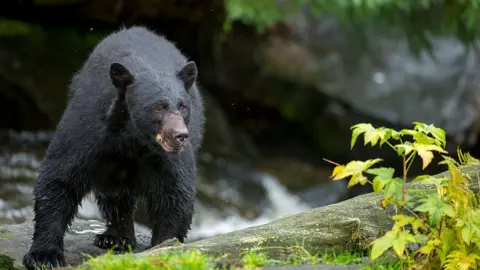 Tragic Bear Attack Claims Life of Missouri Man in Arkansas