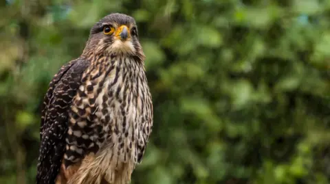 New Zealand Falcon Wins Bird of the Year, Highlighting Conservation Needs