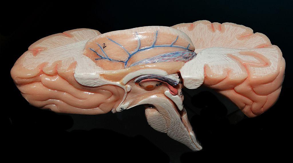 India’s Brain Atlas Breaks New Ground: A Digital Map Linking MRI to Cellular Detail