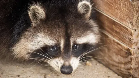 Raccoons: The Unexpected Evolution Towards Becoming America's Next Beloved Pet