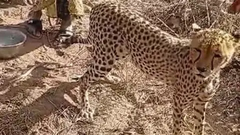 Kenyan Family Embraces Orphaned Cheetah Cub as One of Their Own