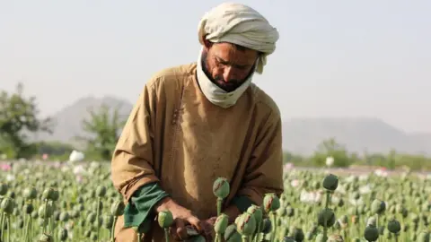 Dramatic Decline in Afghan Opium Production Following Taliban Ban, Says UN