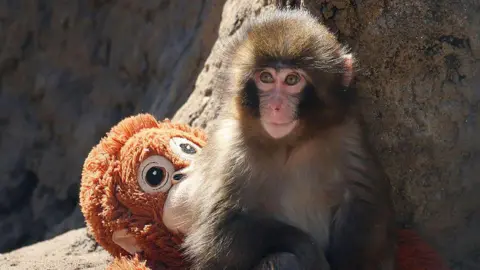 Two Men Arrested for Trespassing in Zoo to Film Internet-Famous Monkey