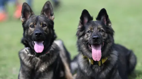 Investigation Launched as Four Police Dogs Go Missing from Malawi Presidential Palace