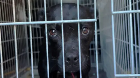 BBC's Undercover Investigation Unveils Extensive Dog Fighting Network Across Europe