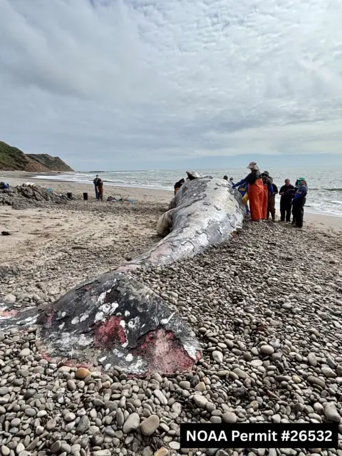 The Impending Crisis: Decline of Grey Whales in San Francisco Bay