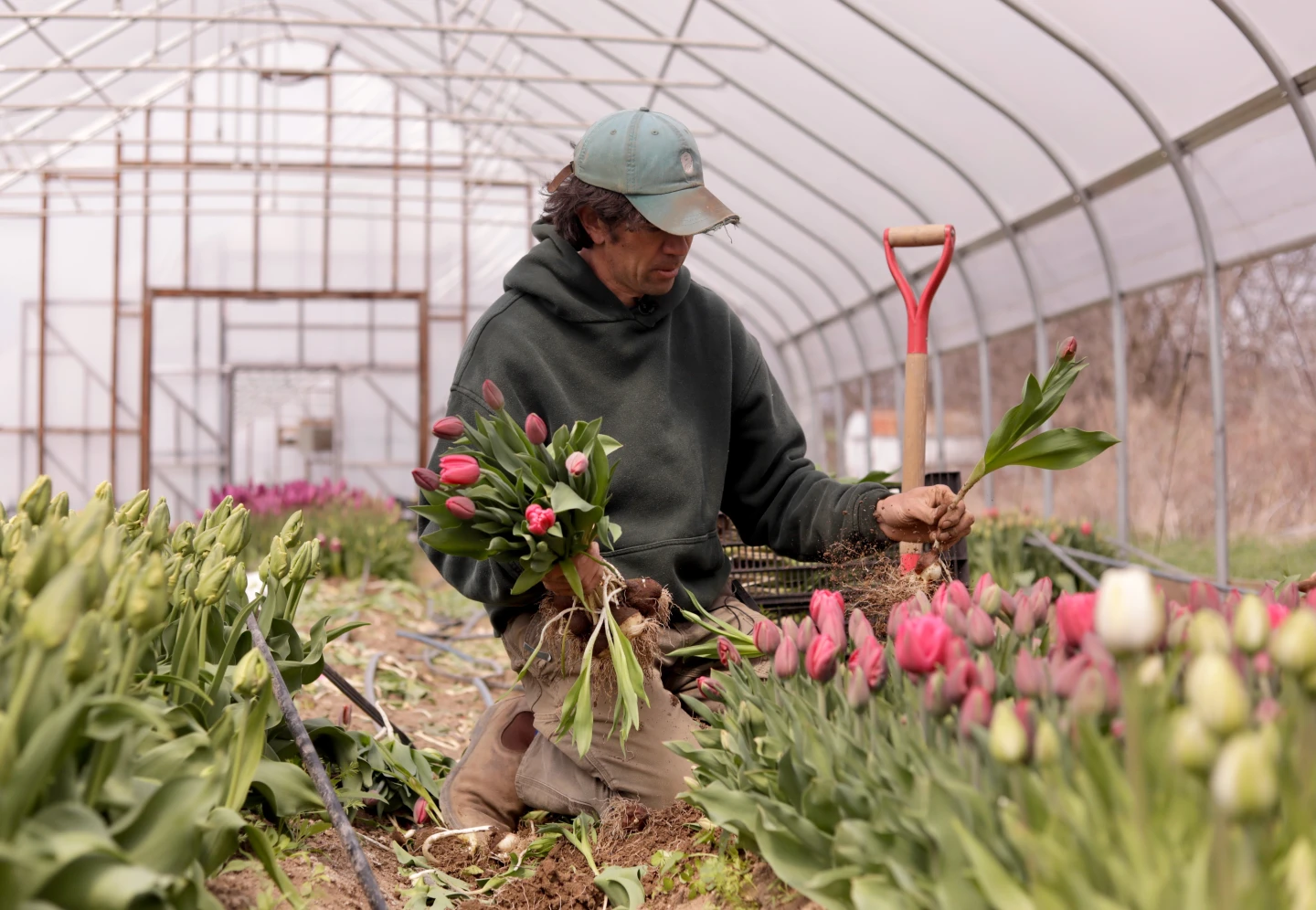 Northeast Weather Whiplash: Farmers Face Challenges from Abrupt Temperature Drops