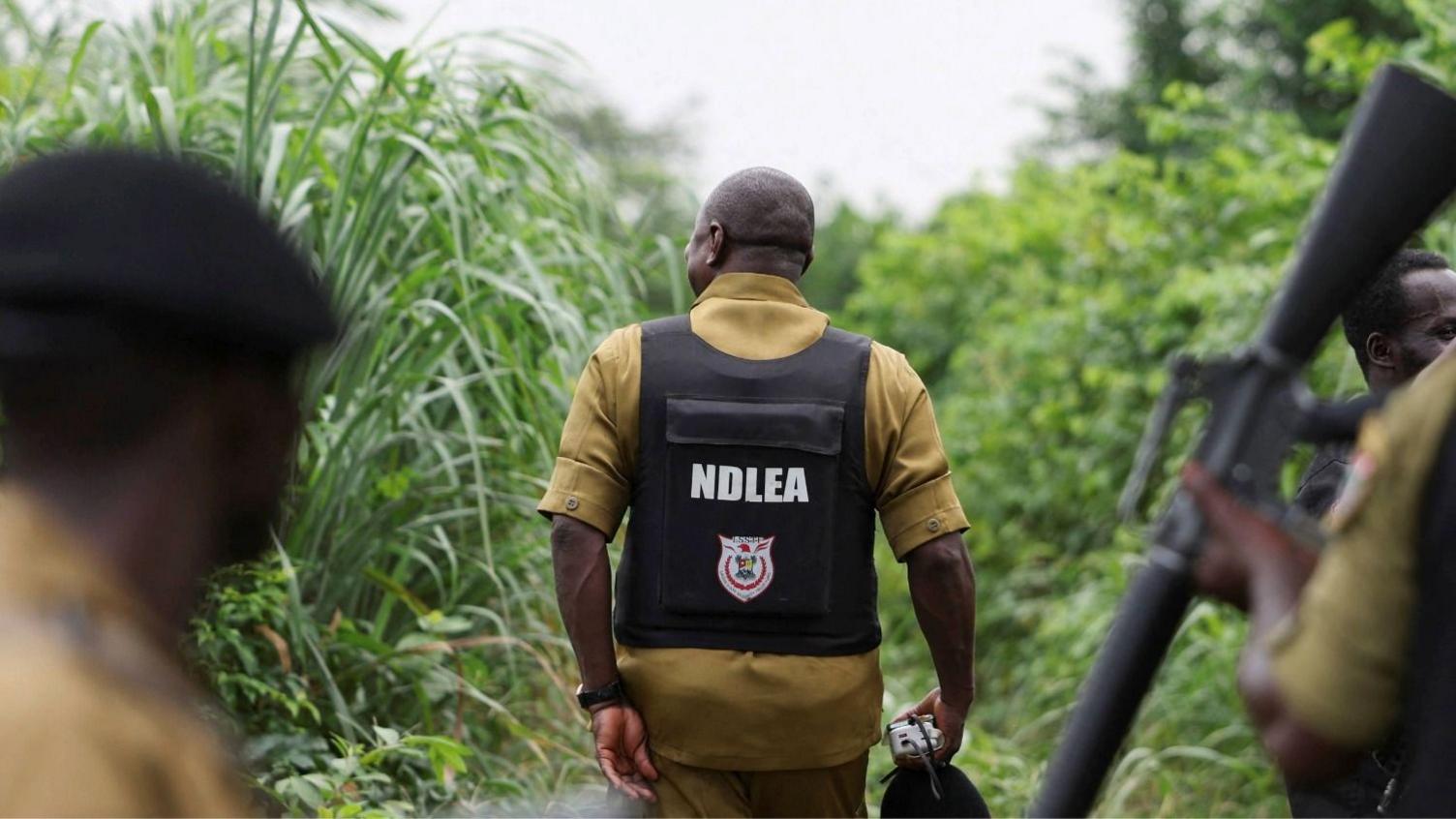 Mexican cartels outsource meth production to Nigerian forests