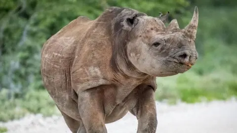 Namibia Deploys Troops to Combat Devastating Wildfire in Etosha National Park