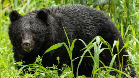 Record Bear Attacks in Japan: Seven Fatalities This Year