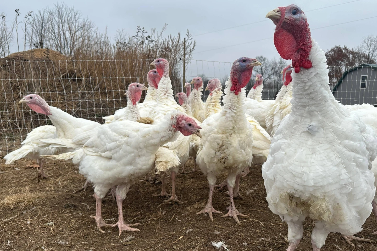 Old Brick Farm: A Thanksgiving Success Amidst Avian Disease Challenges