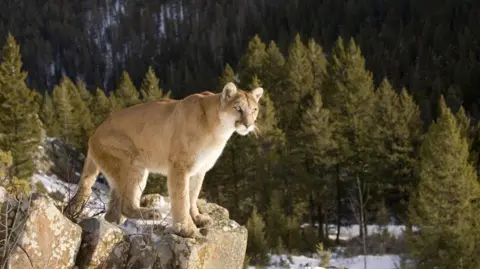 Tragic Incident: Woman Dies in Suspected Mountain Lion Attack in Colorado