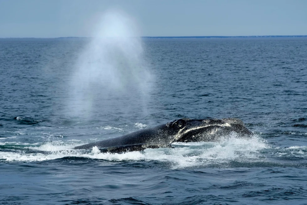Regulatory Changes to Whale Protections Spark Environmental Concerns