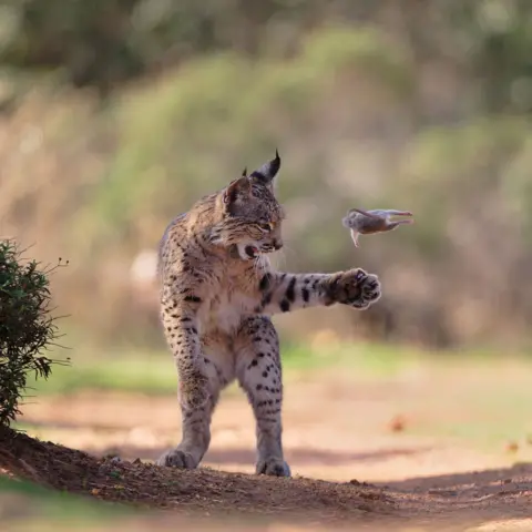 A Young Iberian Lynx Wins Hearts and Awards in Wildlife Photography Competition