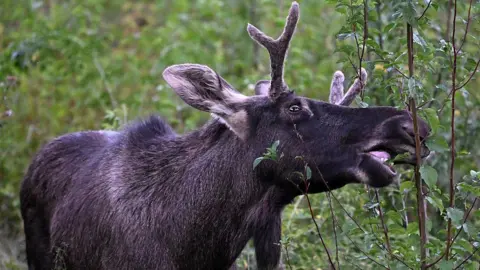 Emil the Elk Captured After Summer of Wanderlust Across Central Europe