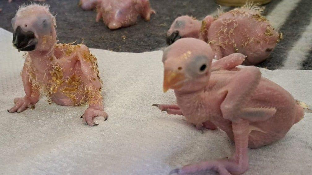 Shocked by the Saviour: Parrot Eggs Hatch after Thai Smuggler Busted at South African Airport