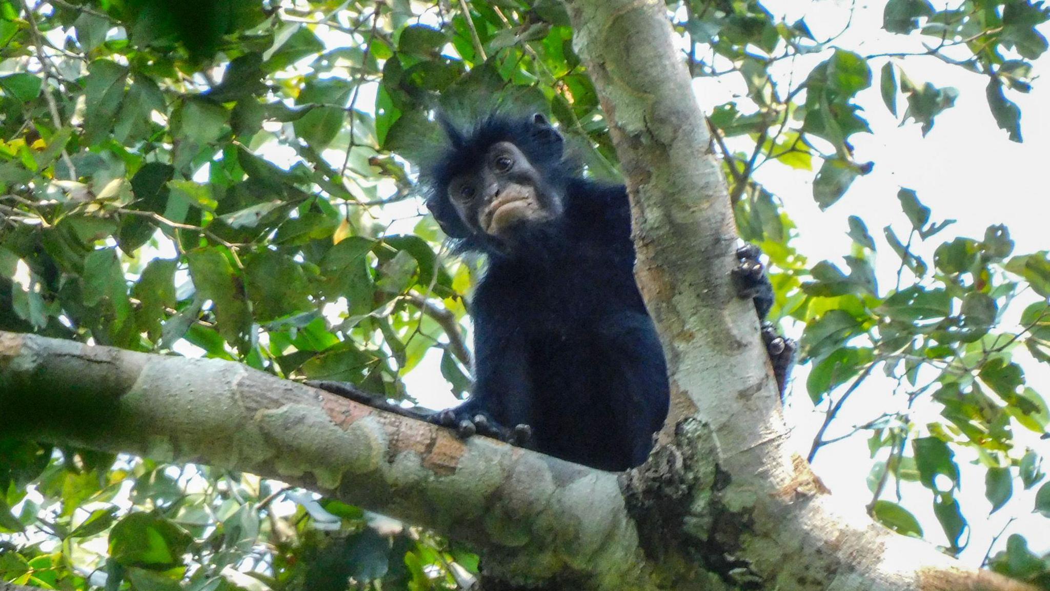 Hidden in the Canopy: New Orange‑Lipped Monkey Species Discovered in Congo