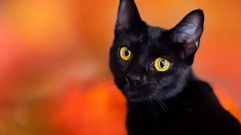 Terrassa Bans Black Cat Adoptions to Safeguard Against Halloween Rituals