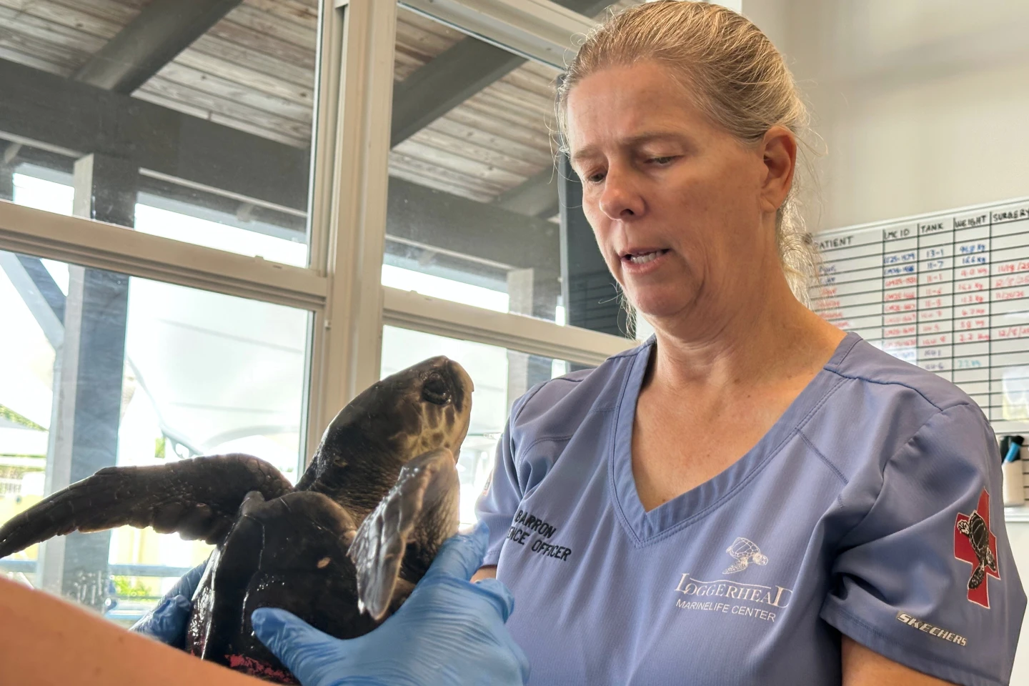 Kemp's Ridley Sea Turtles Receive Care in Florida After Cold-Stunning Crisis
