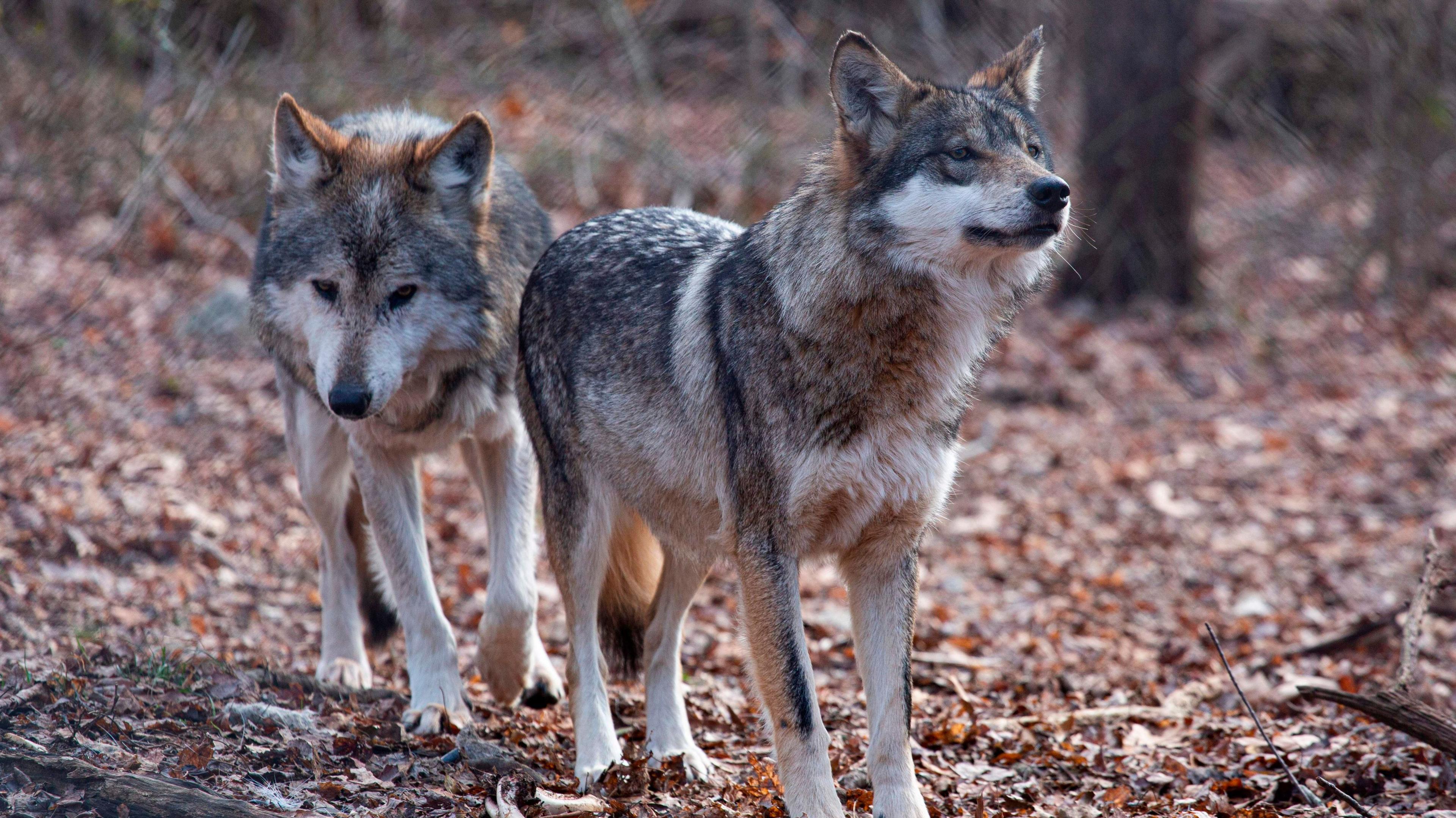 Trump’s Decree Threatens Grey and Mexican Wolf Conservation