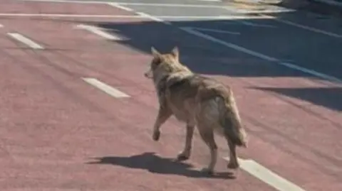 Misleading AI Image Leads to Arrest in South Korea's Wolf Search