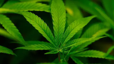US Department of Justice Reclassifies Cannabis: A Step Towards Greater Acceptance