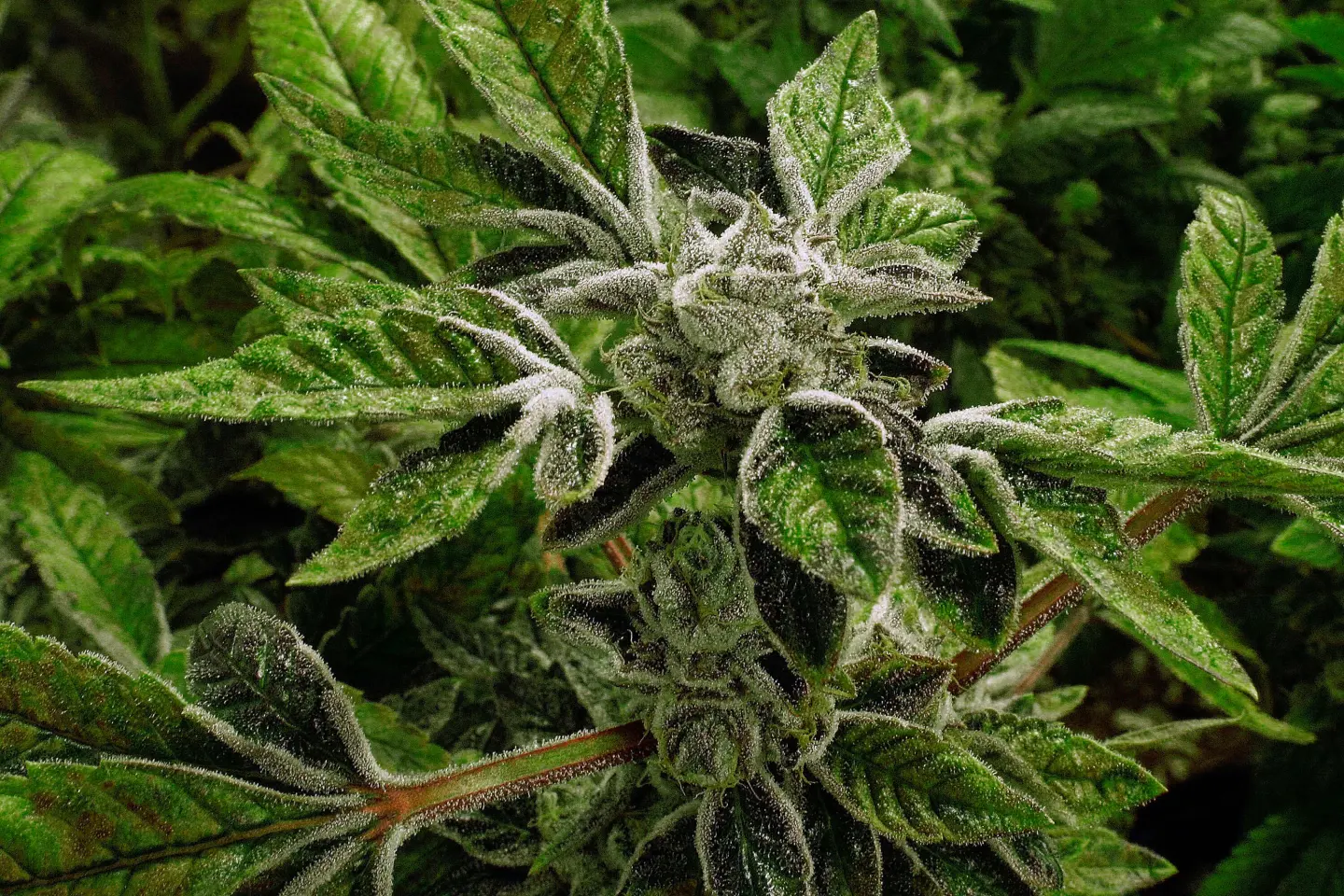 Major Policy Shift: Medical Marijuana Reclassification Under the Trump Administration