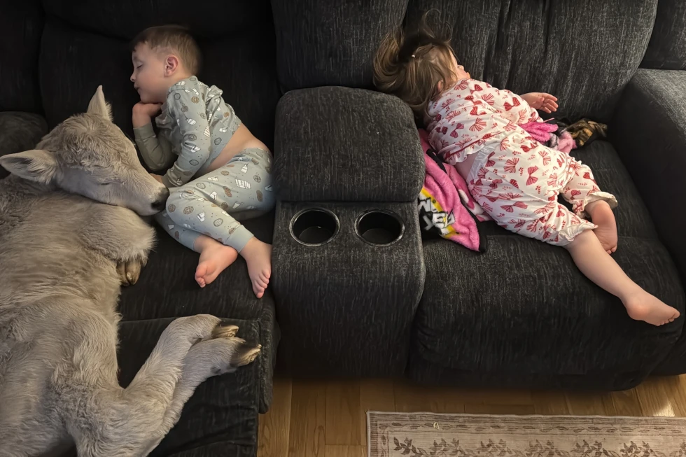 Kentucky Family Finds Joy in Caring for Newborn Calf During Bitter Cold