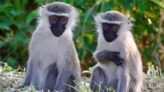 Vervet Monkeys Roam Free in St. Louis: Animal Control on High Alert
