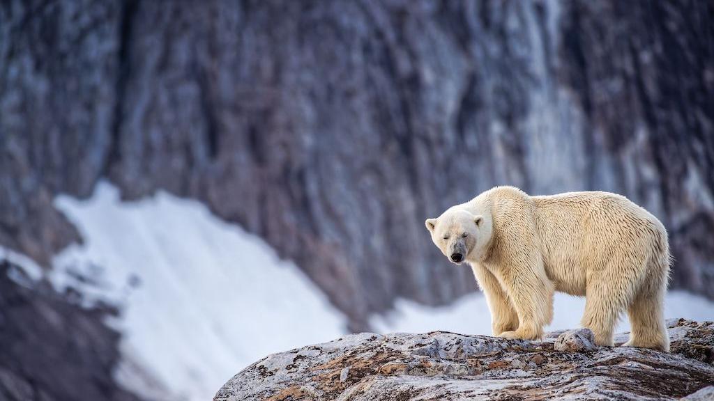 Foghorn Fine Highlights Svalbard's Push for Responsible Tourism