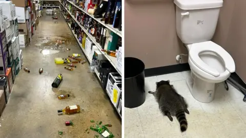 Raccoon Breaks into Virginia Liquor Store for a Boozy Adventure