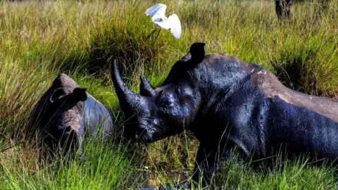 Rhinos Make a Triumphant Return to Kidepo Valley National Park in Uganda After 40 Years